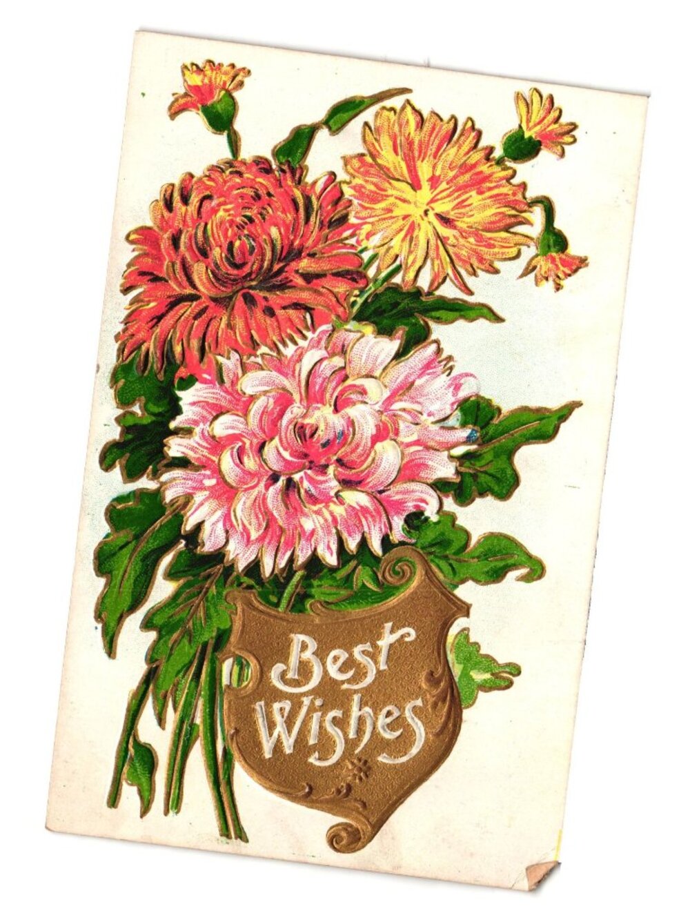 Vintage Best Wishes Embossed Floral Postcard Early 1900s Vibrant Chrysanthemum A